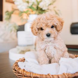 Tinkerbell - Apricot female Cavapoo puppy in Mckinney, Texas from Doodles of North Tx