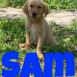 Golden Retriever Puppies from Precious Golden's