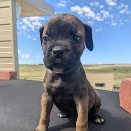 Purple collar: Magnolia - Black brindle female Cane Corso puppy in Franktown, Colorado from Earth and Ship Cane Corso