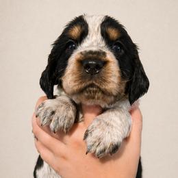 Lark - Tri-Roan female English Springer Spaniel puppy in Fort White, Florida from Thunderbird Springers