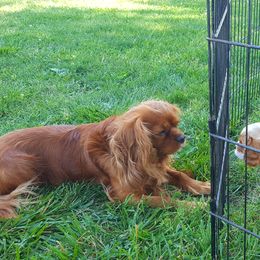 Cavalier King Charles Spaniel Puppies from Phoenix Rose Cavalier King Charles