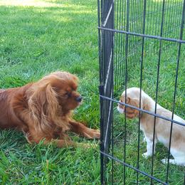 Cavalier King Charles Spaniel Puppies from Phoenix Rose Cavalier King Charles