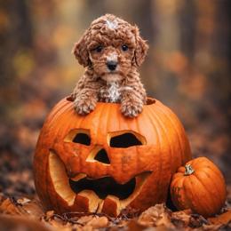Dash - Red  male Goldendoodle puppy in Roseburg, Oregon from Dbos Furry Friends