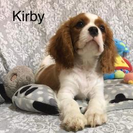 Cavalier King Charles Spaniel Puppies from Hungarian Cavaliers of Nashville