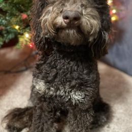 Aussiedoodles, Bernedoodles, and Poodles from Oodles of doodle of Michigan