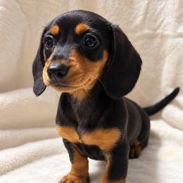 Tilly Mae - Black and tan female Dachshund puppy in Dinwiddie, Virginia from East Coast Dachshunds