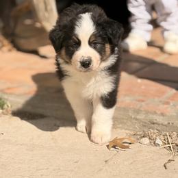 Boy 2 - Black tri-color male Australian Shepherd puppy in Paradise, Texas from Mtn Springs Kennels