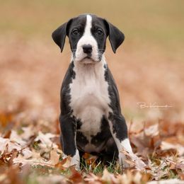 Winifred - Great Dane puppy from Foto Danes