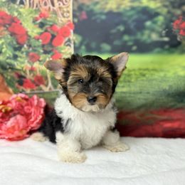 Oliver 2000 - Black tan and white male Biewer Terrier puppy in Douglas, Georgia from South Georgia Yorkies and Biewers
