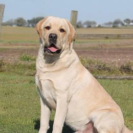 Fred - Labrador Retriever
