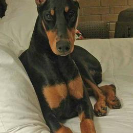 Doberman Pinschers from Georgia Doberman