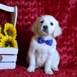 3RD Pick Male -Picks done when puppies are 6-7 weeks - Light golden male Golden Retriever puppy in Pasadena, Maryland from Promise Land