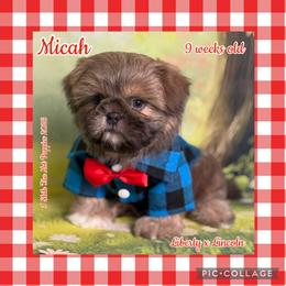 Micah - Black and white male Shih Tzu puppy in Beatrice, Nebraska from I Shih Tzu Not Puppies