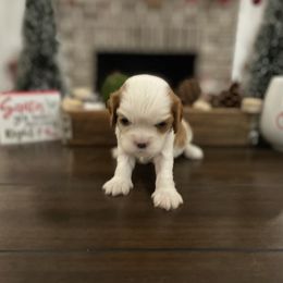 Cavalier King Charles Spaniel Puppies from Ridgefield Cavaliers