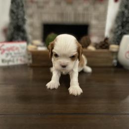 Cavalier King Charles Spaniel Puppies from Ridgefield Cavaliers
