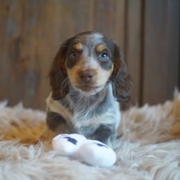 Dachshund Puppies from Dachshund Den