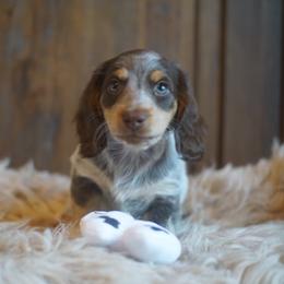 Dachshund Puppies from Dachshund Den