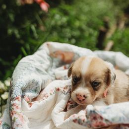 American Corgi and Pembroke Welsh Corgi Puppies from Dollhouse Farm