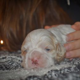 Girl 1 - Buff and white female Cocker Spaniel puppy in Myerstown, Pennsylvania from The Cocker Cingdom