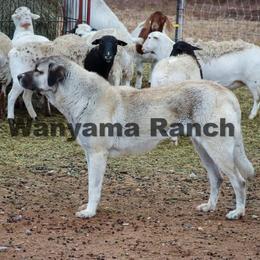 Birdie - Anatolian Shepherd Dog