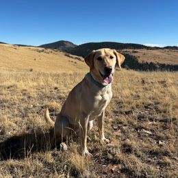 Zoey - Labrador Retriever