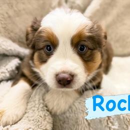 Rocky - Red tri male Miniature Australian Shepherd puppy in South Central, Pennsylvania from Windy Hills Mini Aussies & Doodles