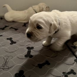 Boy 1 - Golden Retriever puppy in South Carolina from Carolina Point Retrievers