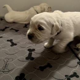 Boy 1 - Golden Retriever puppy in South Carolina from Carolina Point Retrievers