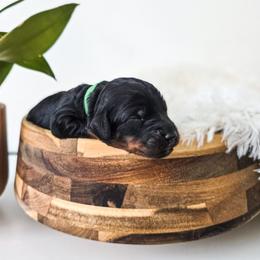 Atticus - Phantom male Bernedoodle puppy in Gaylord, Michigan from Dog Mom Co. Doodles