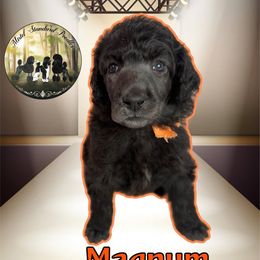 Magnum - Silver female Poodle puppy in Yakima, Washington from Mistel Standard Poodles