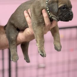 Black - Gray and fawn male Cane Corso puppy in Pollock Pines, California from Capitol City Cane Corso
