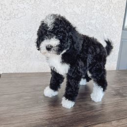 Aussiedoodle and Bernedoodle Puppies from High Desert Doodles