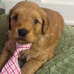 Aussiedoodles, Cavalier King Charles Spaniels, Cavapoos, and Goldendoodles from Harvest Creek