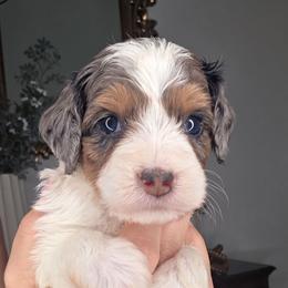 Cash - male Golden Mountain Doodle puppy in Palestine, Texas from KK's Doodle Bunch