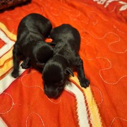 Girl 1 - Black female Schnoodle puppy in New Cambria, Kansas from Shrivers' Sweethearts
