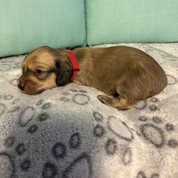 Red light girl - Sable female Dachshund puppy in Live Oak, Florida from The Weenie Herd Mom