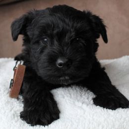 Dilute Retrievers and Miniature Schnauzers from East Front Labradors & Treasure State Schnauzers