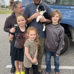 Australian Shepherd Puppies from Southern Sky Aussies