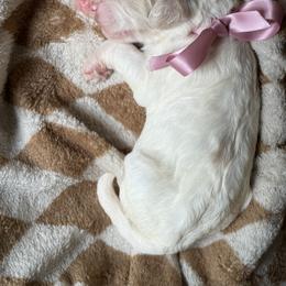 Goldendoodle Puppies from Mayberry Doodles and Poodles