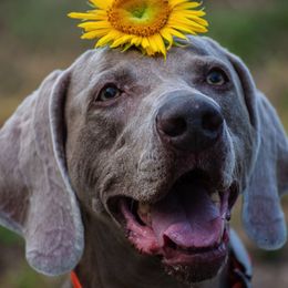 Weimaraners from Megan's Weimaraners