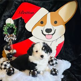 Britton - Black and tan female Pembroke Welsh Corgi puppy in Cashion, Oklahoma from Shabby Chic Corgis