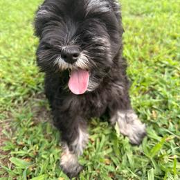 Onyx - Miniature Schnauzer