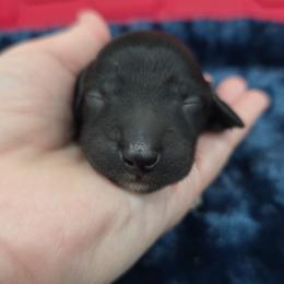 Blackie - Black male Dachshund puppy in West Plains, Missouri from Spring Creek Dachshunds