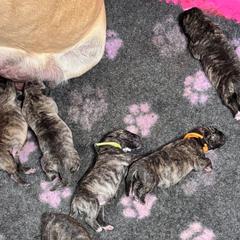 Male 5 - Tiger male Perro de Presa Canario puppy in Pocahontas, Illinois from Cabeza Grande Kennel