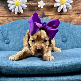 Drizella (Ella) - Red female Cavapoo puppy in Lancaster, Missouri from Cavapoo Acres