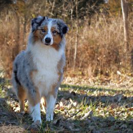 Star - Australian Shepherd