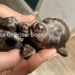 Aspen - Blue and tan male Dachshund puppy in Overbrook, Kansas from The Greyline Dogs