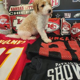 Labradoodle Puppies from Pawpaws Doodles