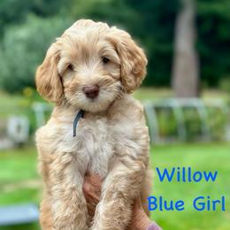 Blue Girl - Cream female Goldendoodle puppy in Kitsap County, Washington from Amazing Grace Doodles