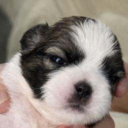 Keaton - Tricolor male Shih Tzu puppy in Tallahassee, Florida from Bows and Bow Ties